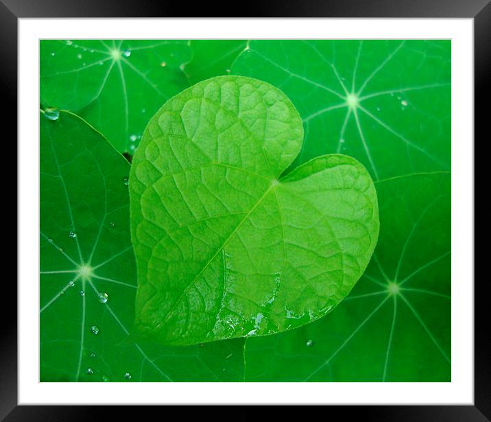   Framed Mounted Print by Donna-Marie Parsons