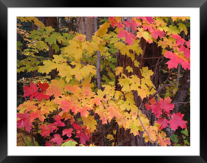 Waves of autumn colour Framed Mounted Print by Donna-Marie Parsons