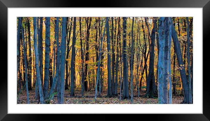 Autumn sunset  Framed Mounted Print by Donna-Marie Parsons