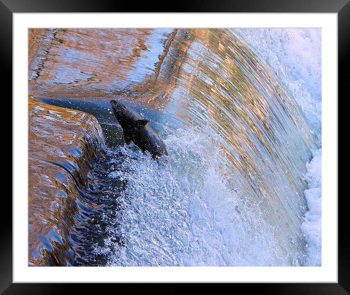  Salmon determination Framed Mounted Print by Donna-Marie Parsons