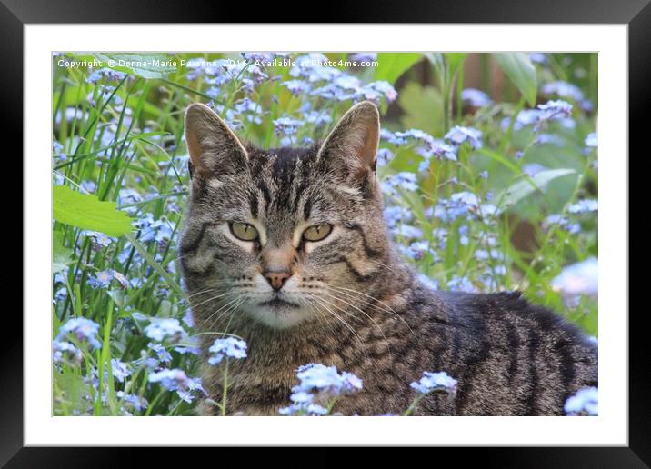 Kitty in the Forget Me Not Flowers Framed Mounted Print by Donna-Marie Parsons