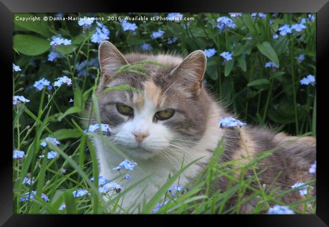Pretty Kitty in the Flowers Framed Print by Donna-Marie Parsons