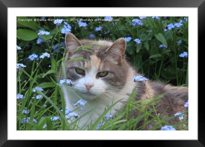 Pretty Kitty in the Flowers Framed Mounted Print by Donna-Marie Parsons