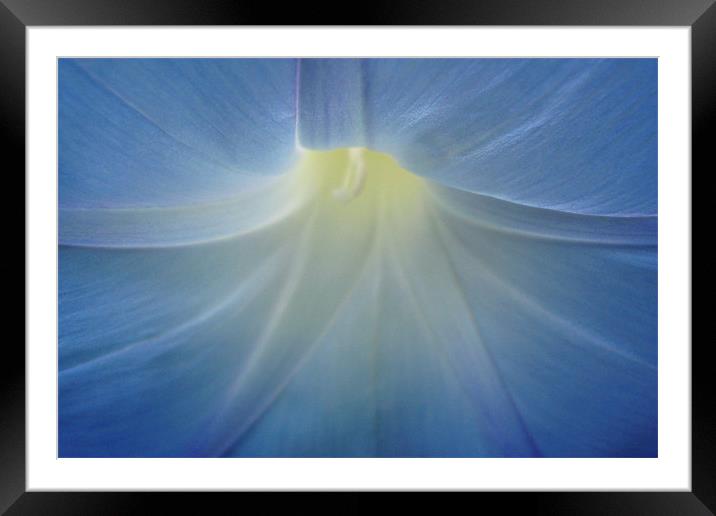 Delicate morning glory Framed Mounted Print by Donna-Marie Parsons