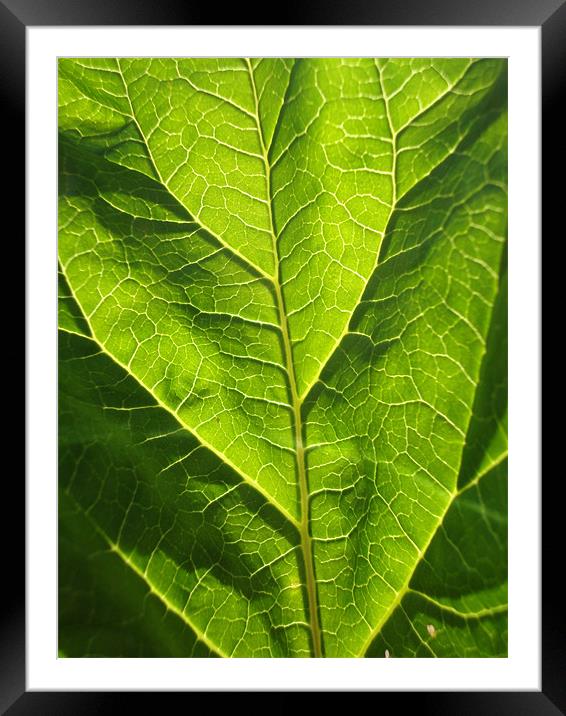 Rhubarb leaf Framed Mounted Print by Donna-Marie Parsons
