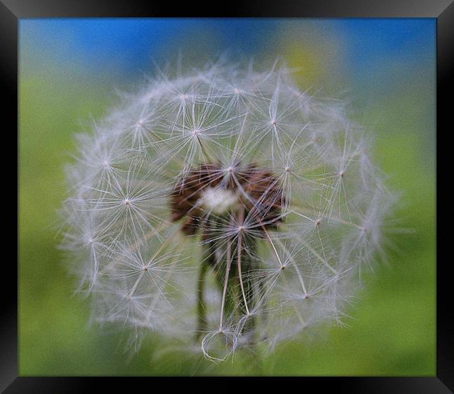 Dandelion Framed Print by Donna-Marie Parsons