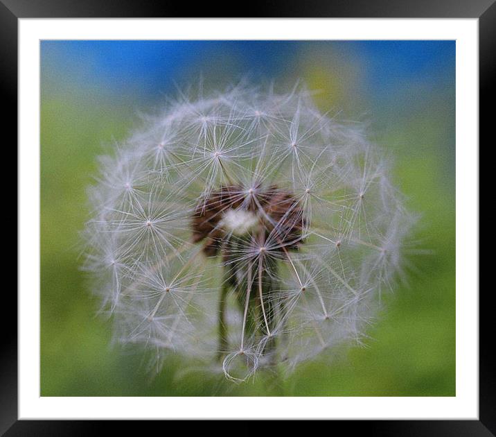 Dandelion Framed Mounted Print by Donna-Marie Parsons