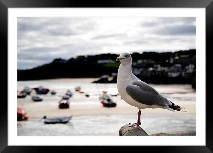 A Cornish Seagull Framed Mounted Print by Alastair Gentles