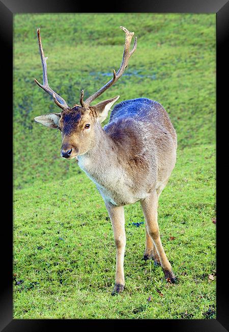 Stag Deer Framed Print by kevin wise