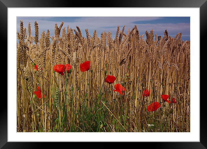 poppy corn Framed Mounted Print by kevin wise