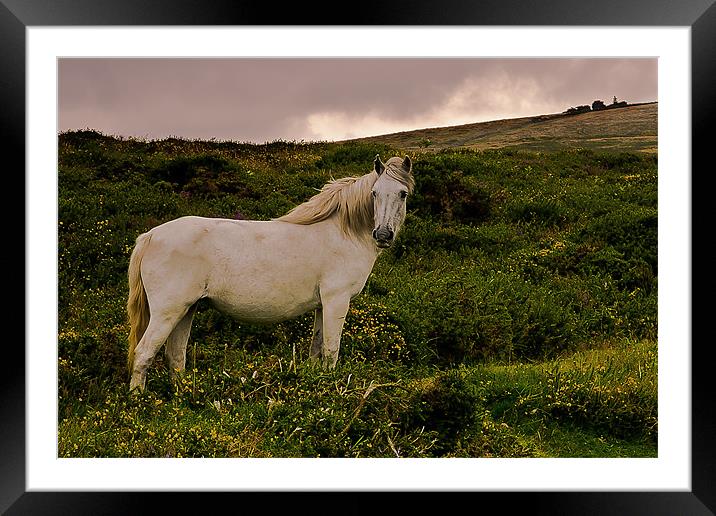 White Dartmoor Pony Framed Mounted Print by kevin wise