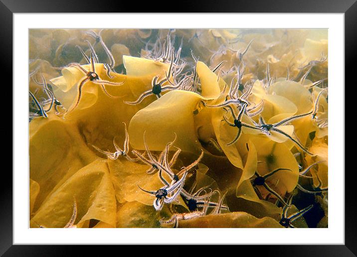 Brittle star Framed Mounted Print by kevin wise