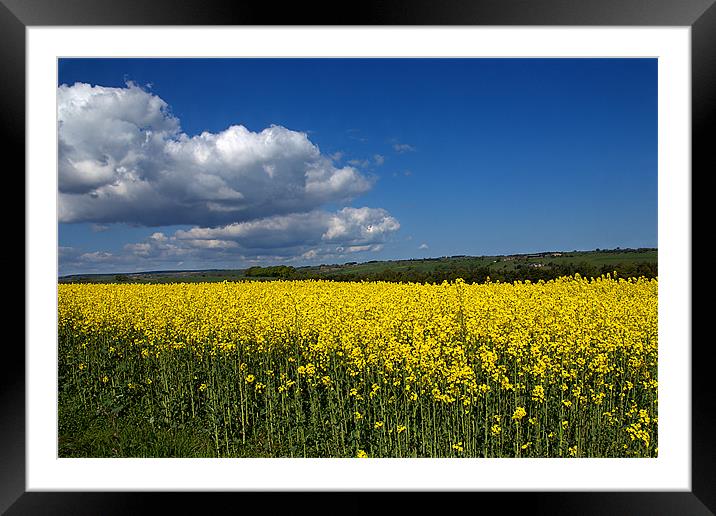 Rape seed field Framed Mounted Print by kevin wise
