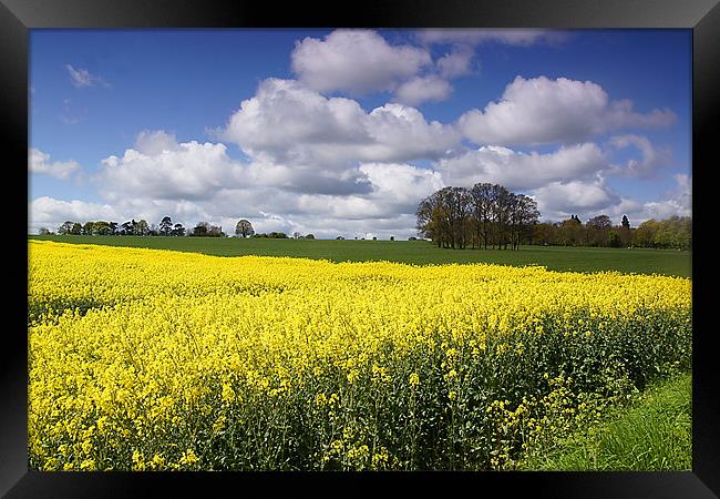 Rape seed field Framed Print by kevin wise