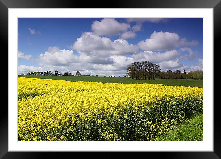 Rape seed field Framed Mounted Print by kevin wise