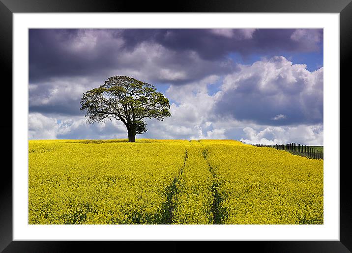 Tree in a field 1 Framed Mounted Print by kevin wise
