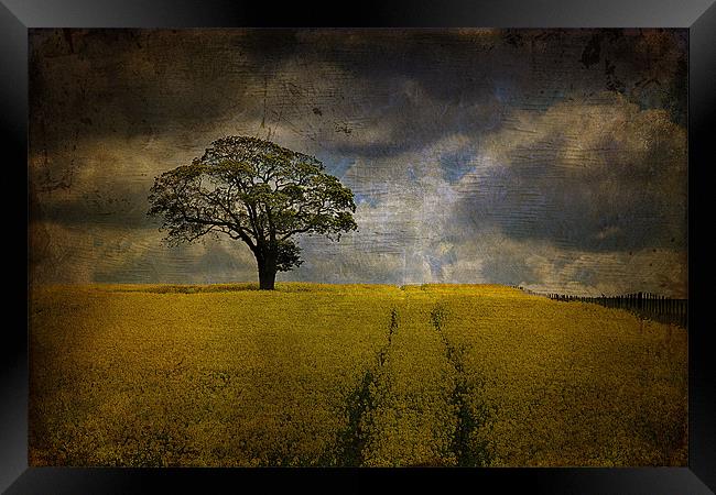 Tree in a field 2 Framed Print by kevin wise