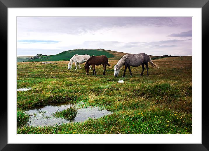 Three Dartmoor Pony`s Framed Mounted Print by kevin wise