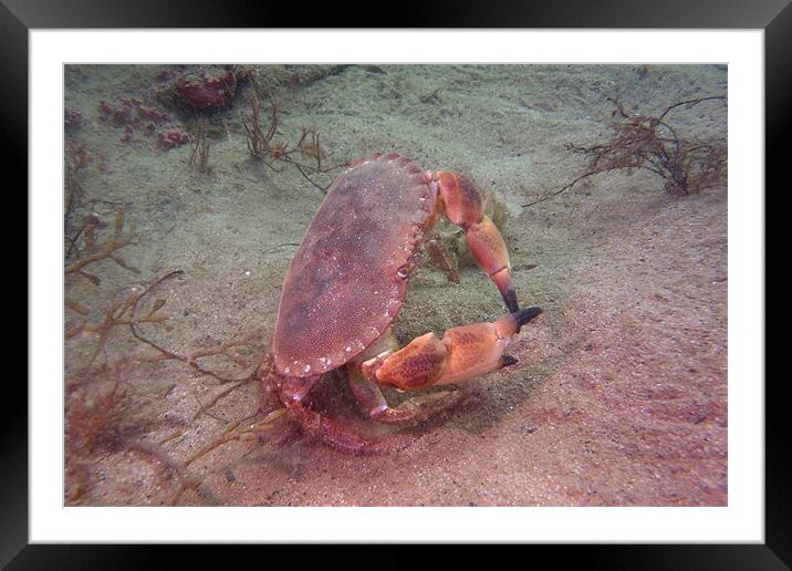 Crab on seabed Framed Mounted Print by kevin wise