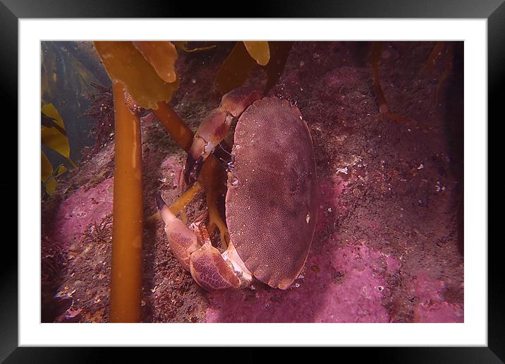 Brown crab Framed Mounted Print by kevin wise