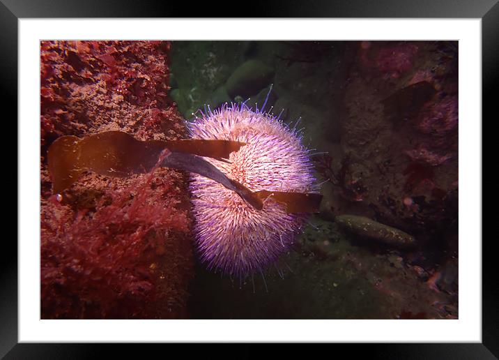 Sea urchin Framed Mounted Print by kevin wise