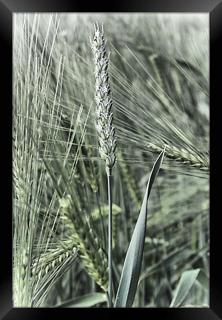 Ear of corn Framed Print by kevin wise