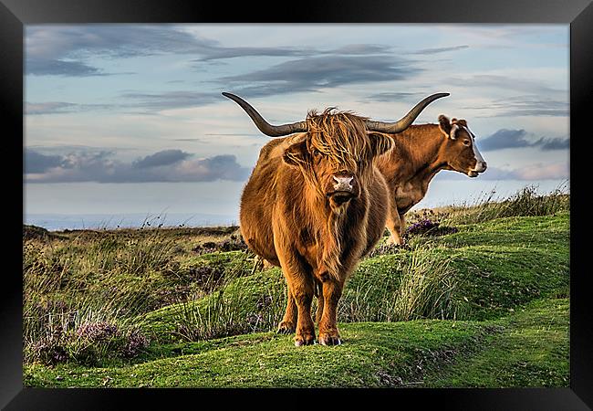 Highland Cattle Framed Print by kevin wise