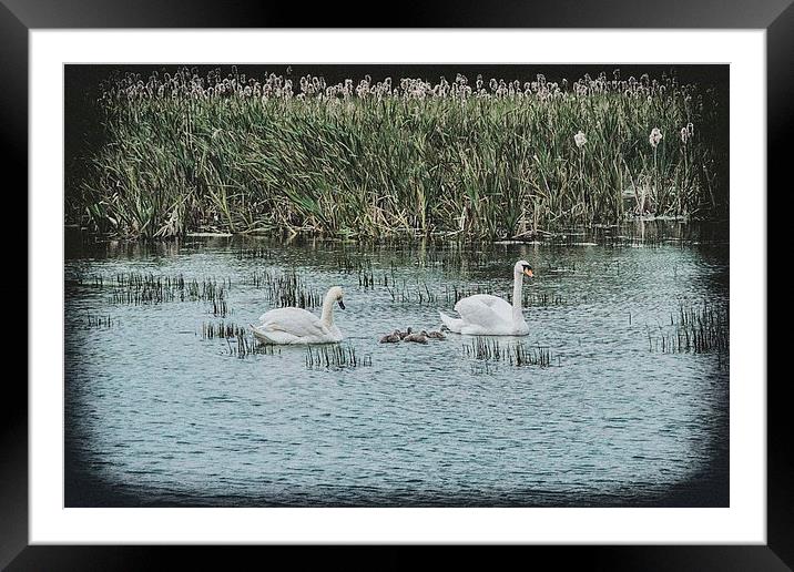 Swans and Cygnets Framed Mounted Print by kevin wise