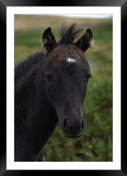 Dartmoor Pony Framed Mounted Print by kevin wise