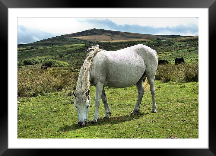Dartmoor Ponies Framed Mounted Print by kevin wise