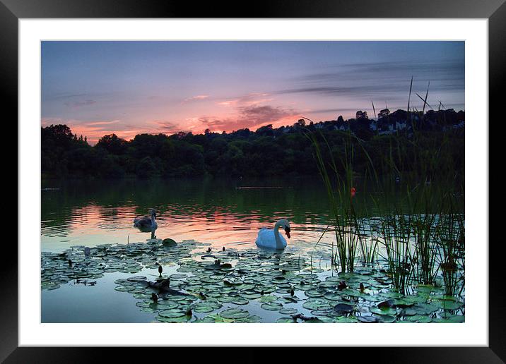  Swan and Cygnet Framed Mounted Print by kevin wise