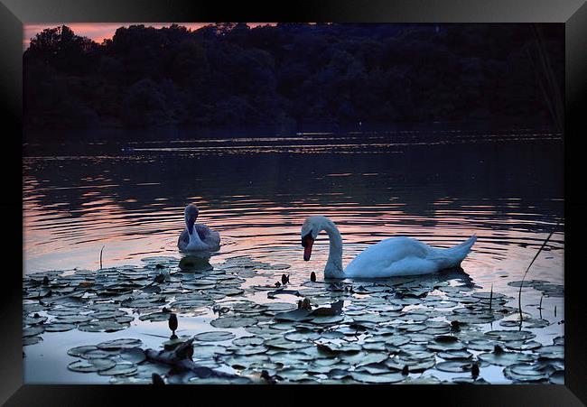 Swan and Cygnet Framed Print by kevin wise