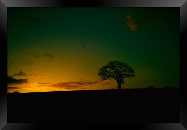 Lone Tree Sunrise Framed Print by kevin wise