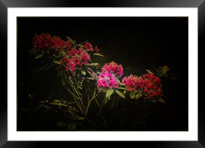    Pink and Green                                  Framed Mounted Print by kevin wise