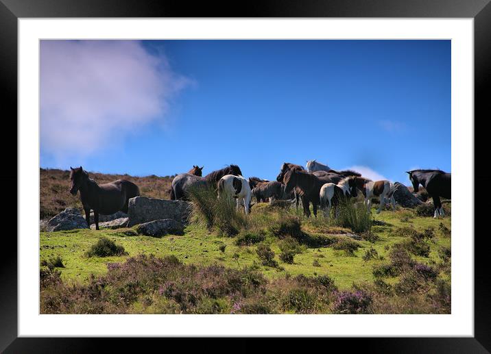      Wild Herd 1                                Framed Mounted Print by kevin wise