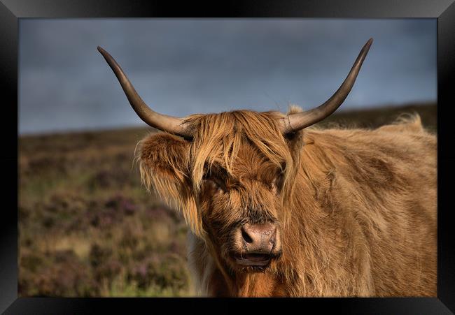    Highland Cattle 1                               Framed Print by kevin wise
