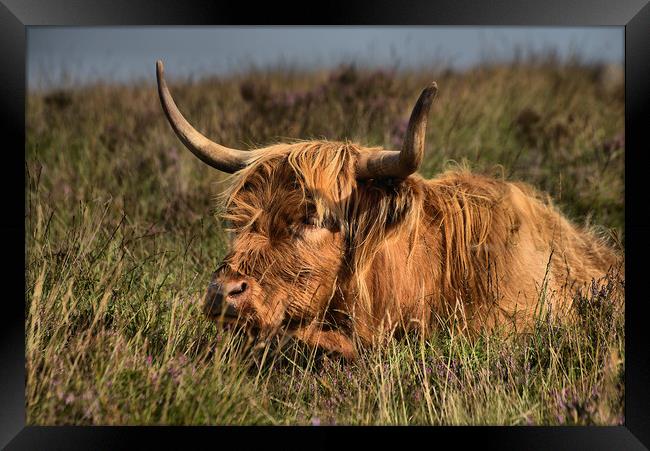      Highland cattle 3                             Framed Print by kevin wise