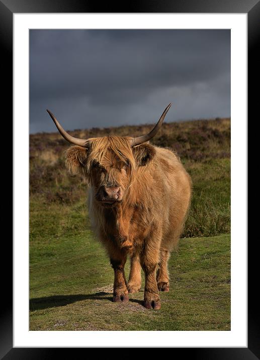      Highland cattle 5                             Framed Mounted Print by kevin wise
