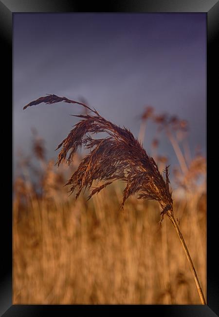       reed                               Framed Print by kevin wise