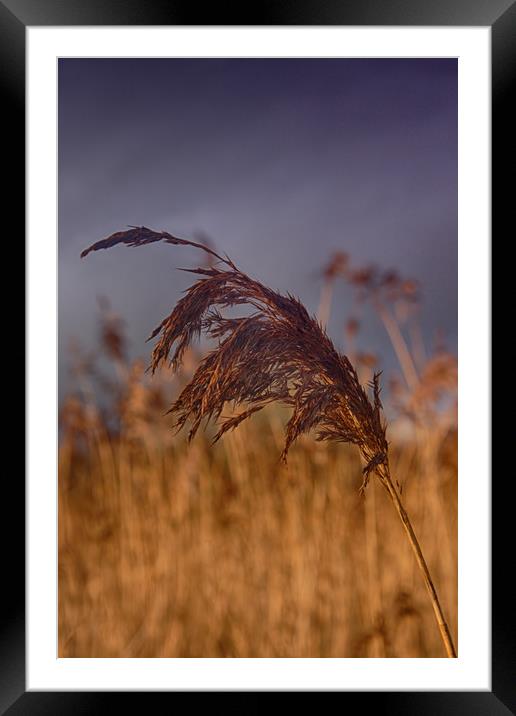      reed                               Framed Mounted Print by kevin wise