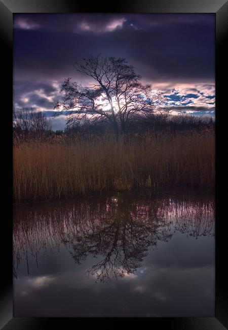 Tree Reflection                                    Framed Print by kevin wise