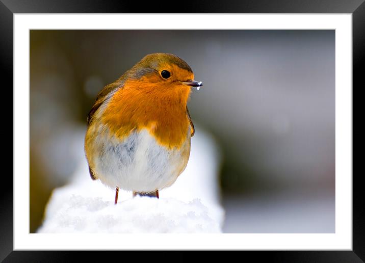 Christmas Robin Framed Mounted Print by kevin wise