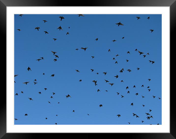 Black Birds Framed Mounted Print by paramjot matharu