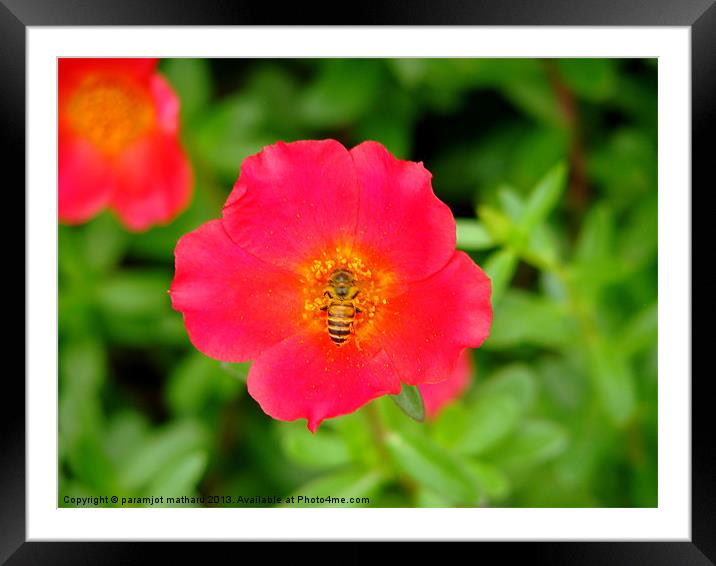 Busy Bee Framed Mounted Print by paramjot matharu