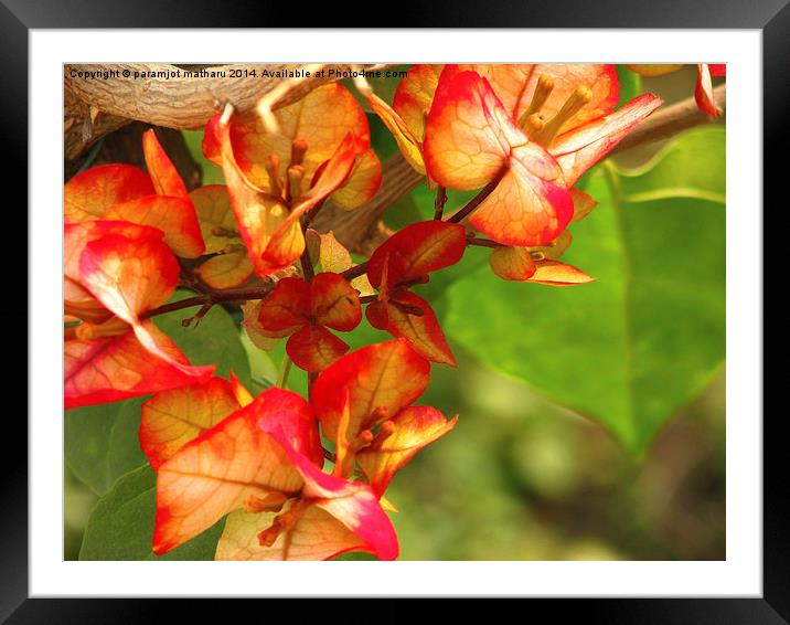 Bougainvillea Framed Mounted Print by paramjot matharu