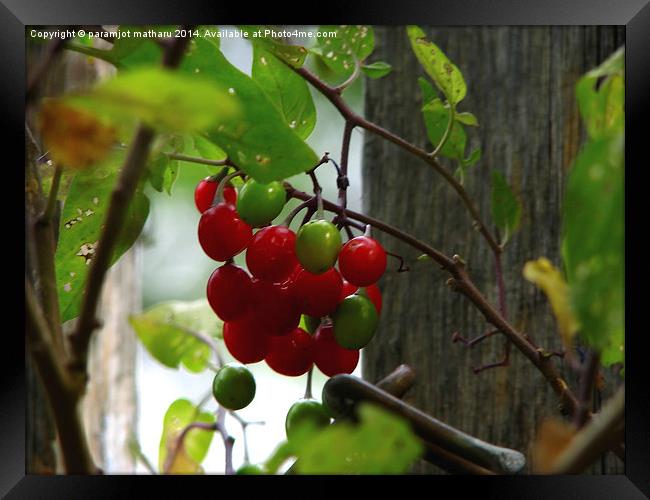 Tomato Framed Print by paramjot matharu