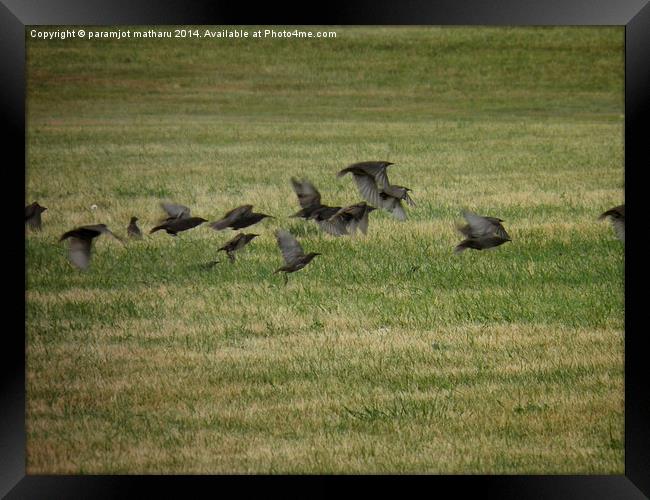 Dark Birds Framed Print by paramjot matharu