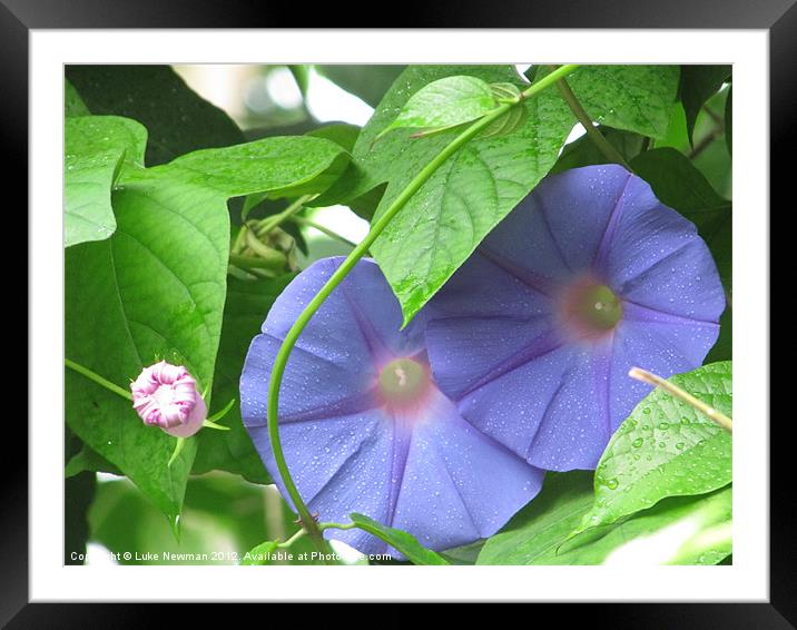 Eden Morning Glory Framed Mounted Print by Luke Newman