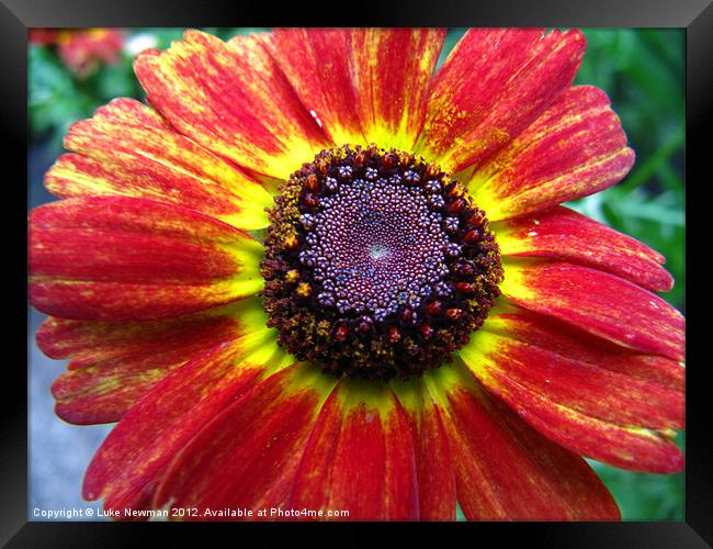 Red & Yellow Daisy Framed Print by Luke Newman