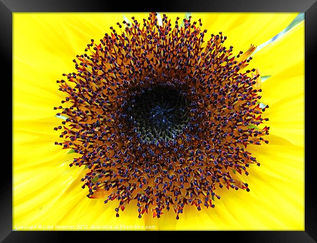 Sunflower Yellow Bloom Framed Print by Luke Newman